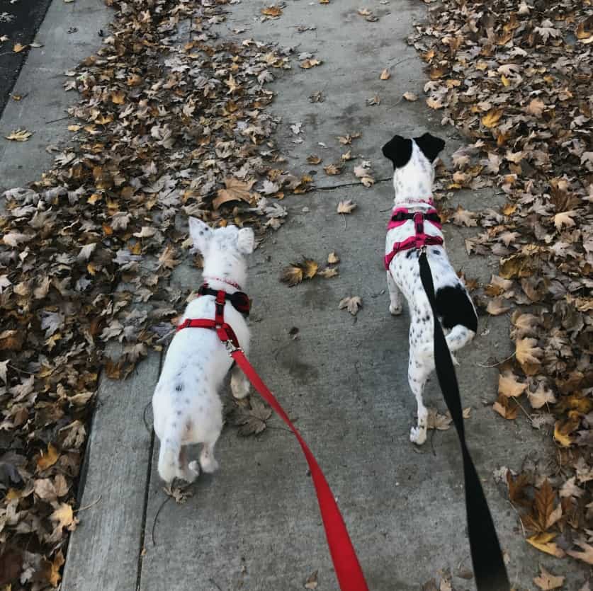 Walking meditation with dogs